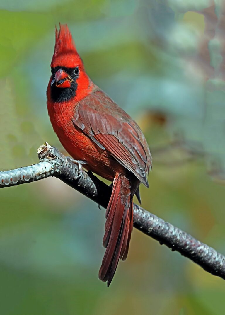 Protected Texas songbirds show up in pet stores abroad, due to elusive trafficking industry