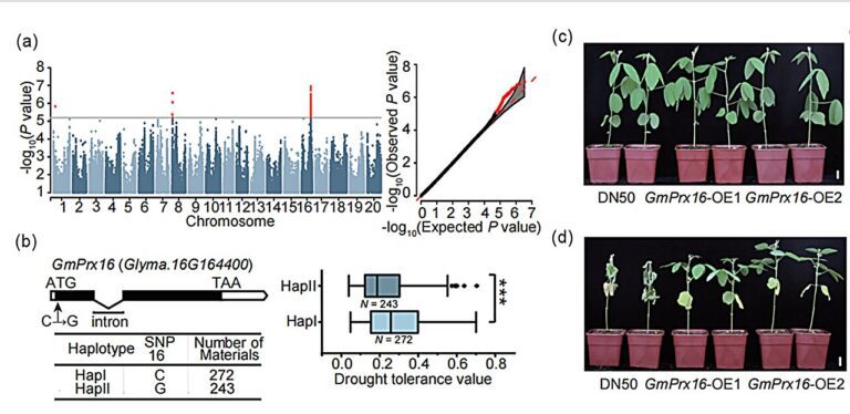 Peroxidase gene found to confer drought tolerance in soybean