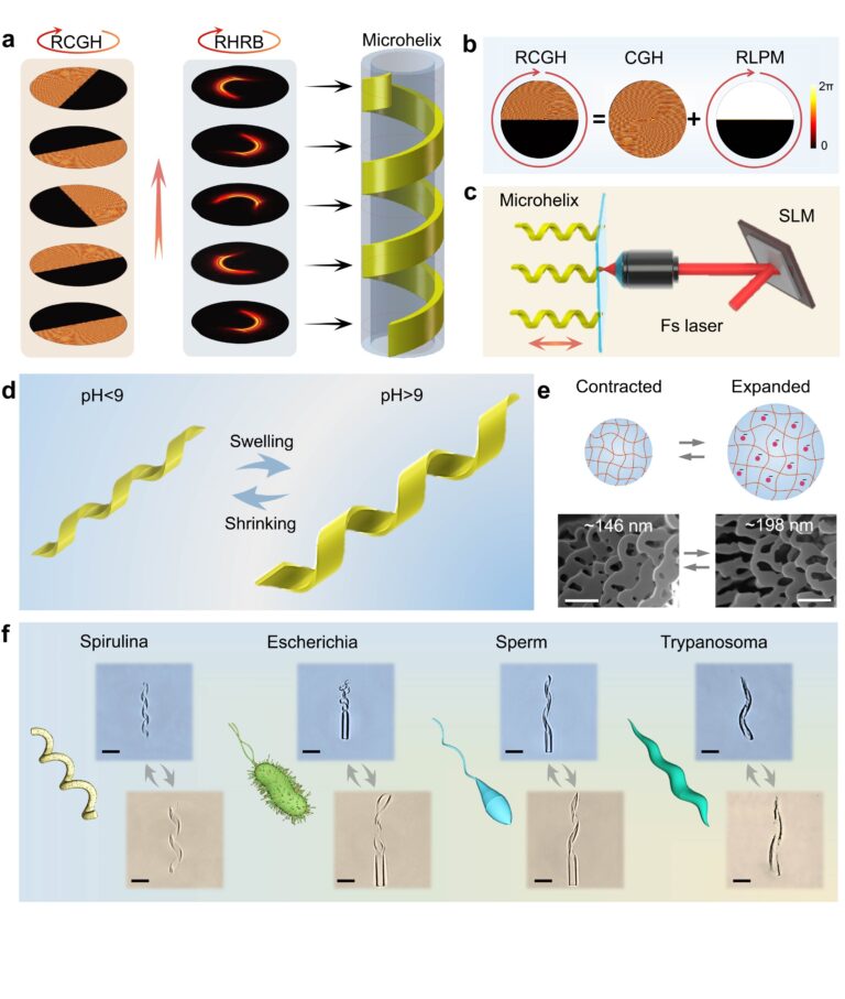 Shape-changing helical microswimmers could revolutionize biomedical applications