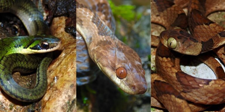 Snake skulls show how species adapt to prey