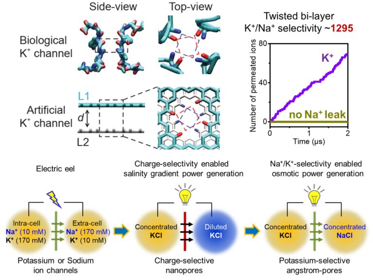 Unprecedented artificial potassium channels better mimic those of electric eels