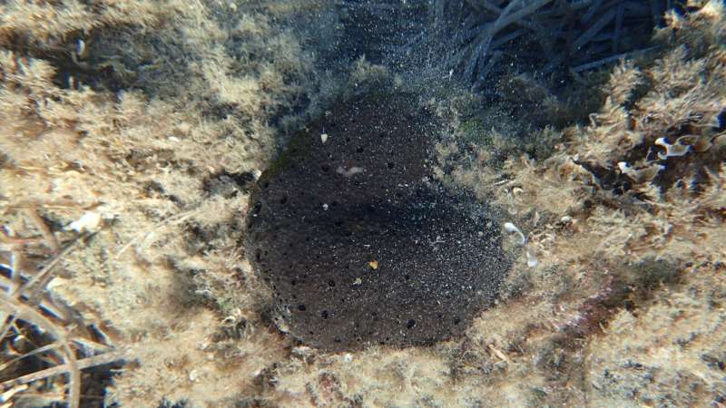 Scientists raise alarm as bacteria are linked to mass death of sea sponges weakened by warming Mediterranean