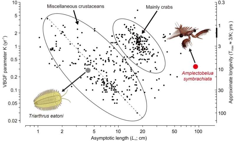 The ocean's first large swimming apex predators had exceptionally rapid growth