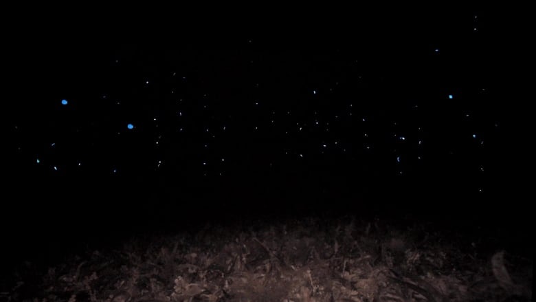 Pitch-black water filled with small glowing wisps of blue light, like stars in the sky.