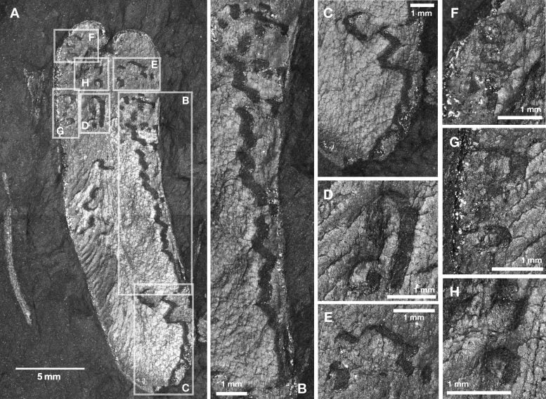 Endophytic Traces on Macroneuropteris scheuchzeri