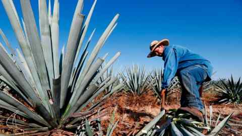 A man in a wide-brimmed hat cuts into the spiky plant in Amatitan, Mexico