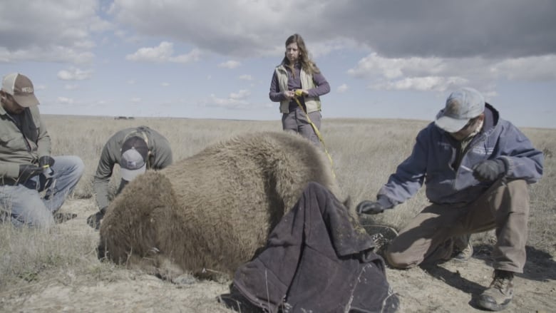 Hila Shamon is a research ecologist with the Smithsonian’s National Zoo and Conservation Biology Institute, based in Bozeman, Montana. She collars and tags bison to learn more about their impact on the prairie ecosystem.