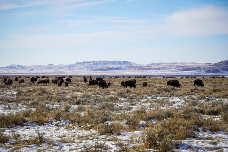 In December 2023, 25 plains bison were successfully transferred from Grasslands National Park, pictured, to Métis Nation–Saskatchewan land near Batoche. 