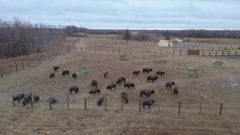 Bison are once again roaming the lands around Batoche, Sask., after an agreement between the Métis Nation-Saskatchewan (MN-S) and Parks Canada.