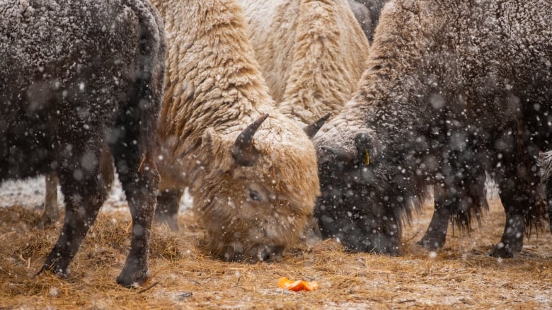 The Sioux Valley Dakota Nation has started to cancel agricultural leases of its land, returning it to grasslands, and the bison.