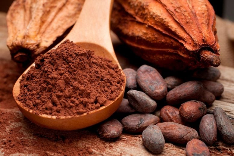 Cacao Fruit Cocoa Beans Powder