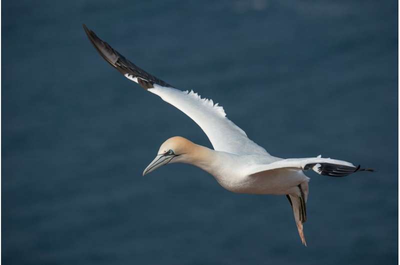 northern gannet