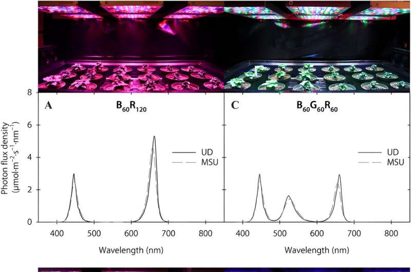 Day-extension blue light inhibits chrysanthemum flowering when far-red light is included