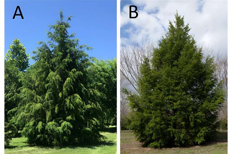 First Adelgid-Resistant Hemlock Hybrids Traveler & Crossroad Unveiled