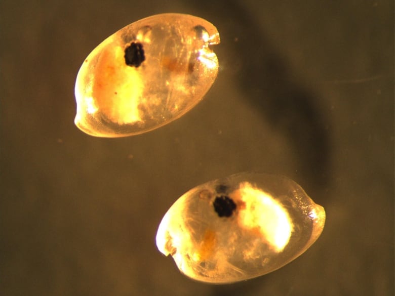 Two clear, pinkish blobs, with shrimp-like bodies inside, floating in the water. 