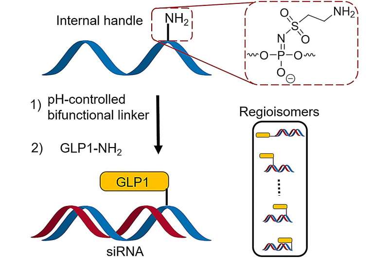 New chemical method advances toward targeted RNA medicine