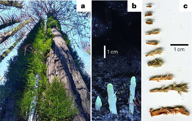 New study offers cautious hope about the resilience of redwoods