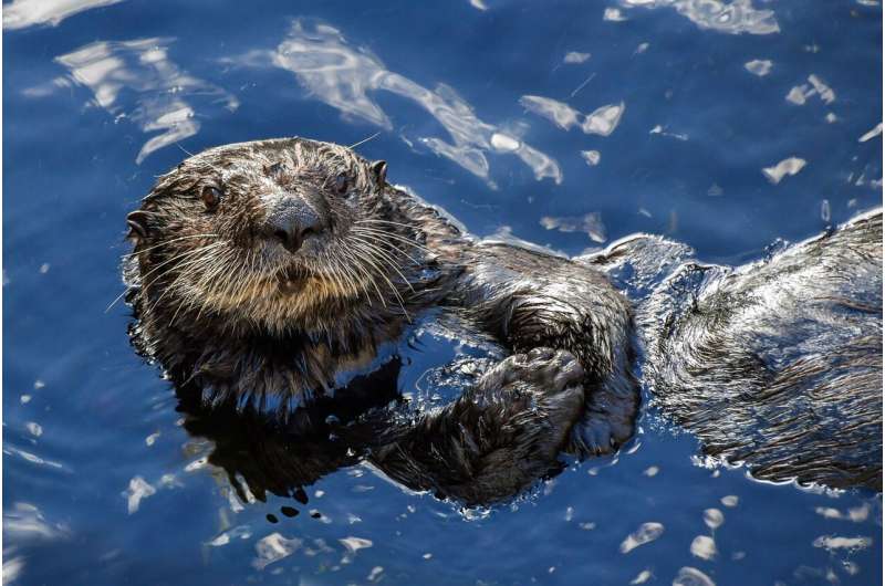 sea otter