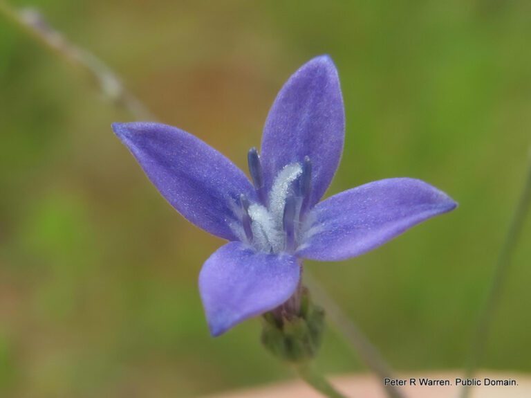 Scientists Tap Into Flower “Superpower” for Groundbreaking New Drug Treatments