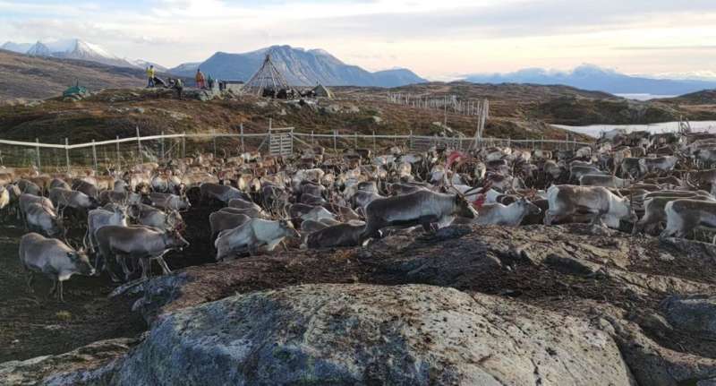 Reindeer sleep while chewing their cud