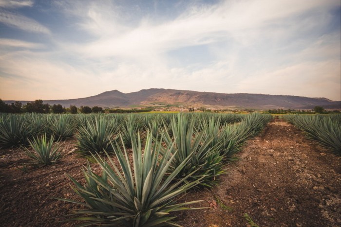 Agave field