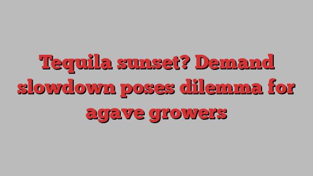 Tequila sunset? Demand slowdown poses dilemma for agave growers