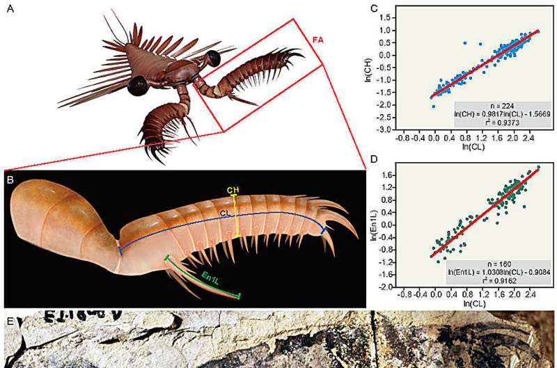 The ocean's first large swimming apex predators had exceptionally rapid growth