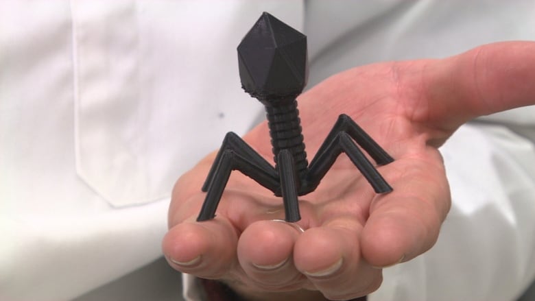 Steven Theriault holds a model of a phages, a virus of bacteria, which works by binding itself to a bacteria and injecting its genetic information inside, creating more of itself until it bursts out of the bacteria, looking for more hosts to kill.