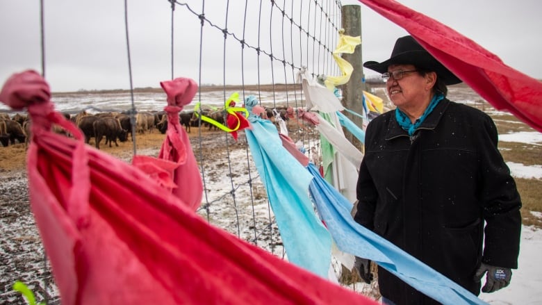 Councillor Anthony Tacan looks at the bison herd as the wind blows through prayer flags on the Sioux Valley Dakota Nation.