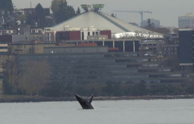 Young humpback whale leaps out of Seattle bay, dazzling onlookers