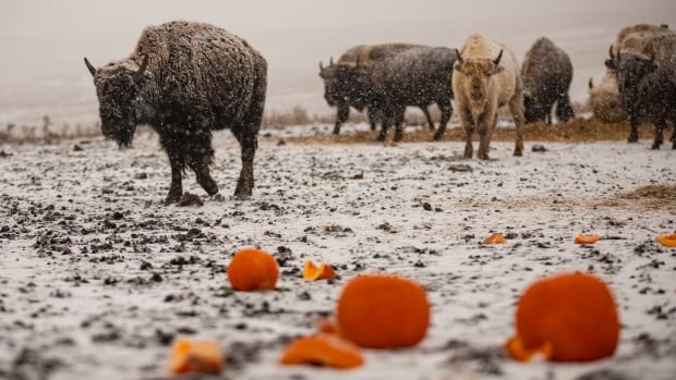 Why reintroducing bison is revitalizing the Prairies and Indigenous culture, identity