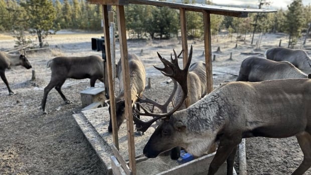 Unique B.C. caribou feeding program bolstering at-risk population