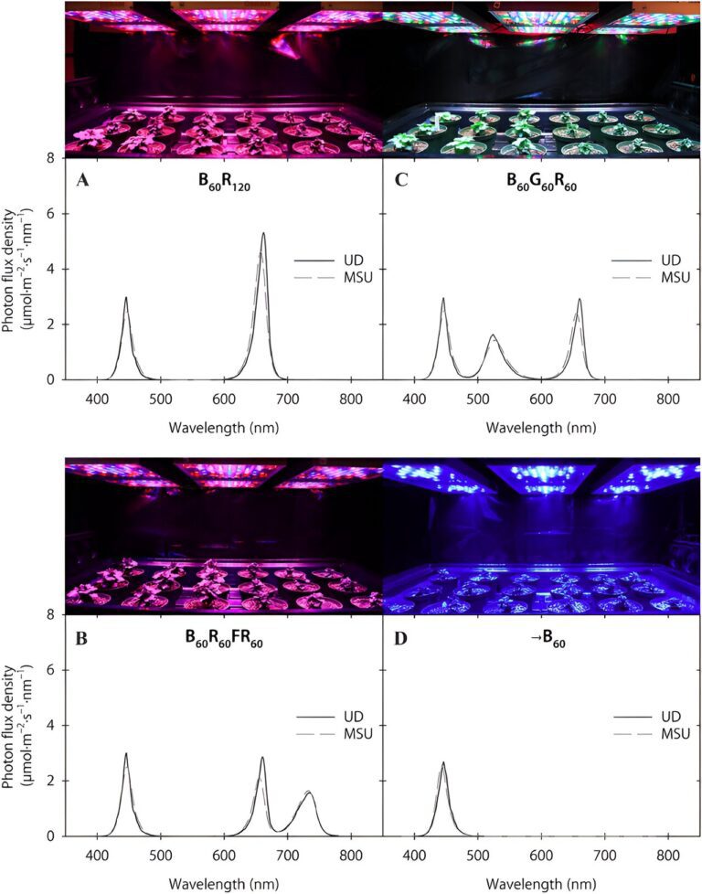 Day-extension blue light inhibits chrysanthemum flowering when far-red light is included: Study