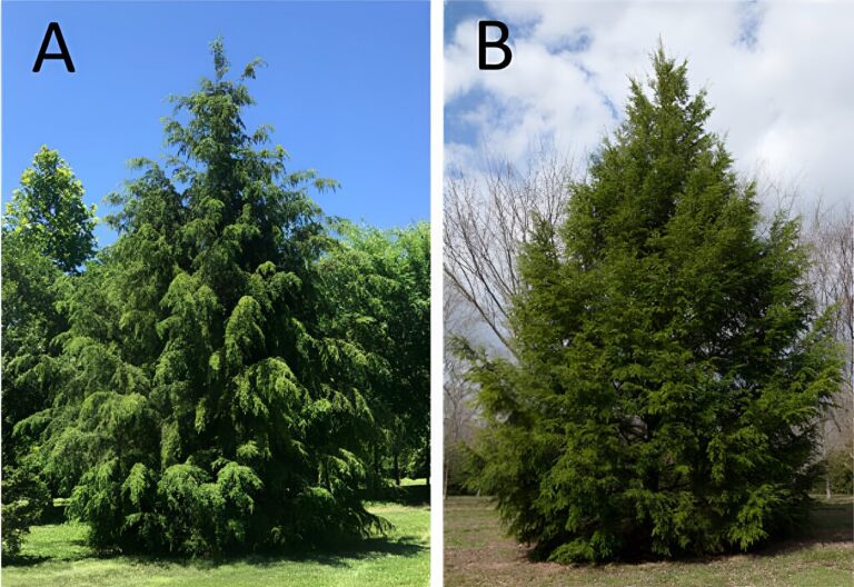 First Adelgid-resistant hemlock hybrids, ‘traveler’ and ‘crossroad,’ unveiled