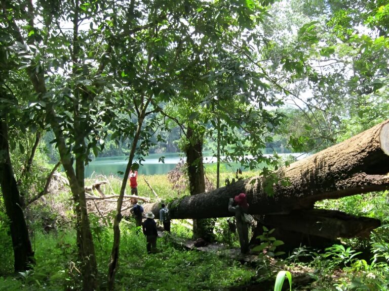 ‘Maintain Asian forest diversity to avoid climate change impact,’ suggests new study