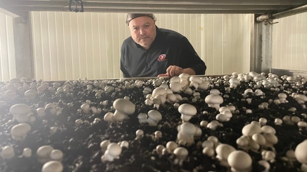 Mushroom farmer takes centre stage in Trudeau-Poilievre carbon tax exchange