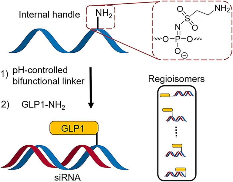 New chemical method advances toward targeted RNA medicine