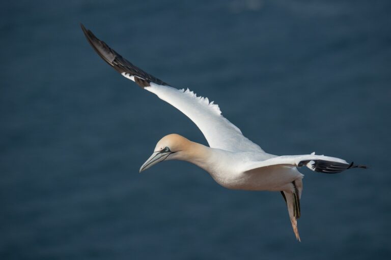 Avian influenza has killed millions of seabirds around the world: Antarctica could be next