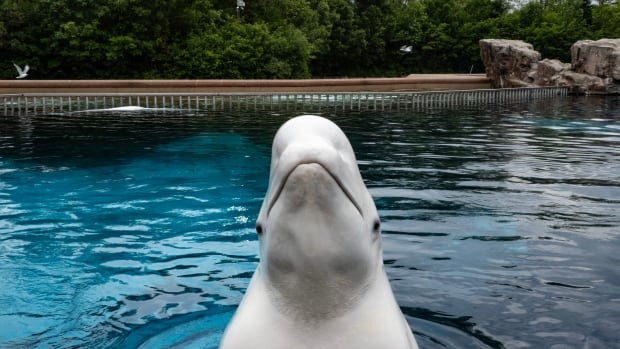 Another beluga dies at Marineland, bringing total whale deaths to 15 since 2019