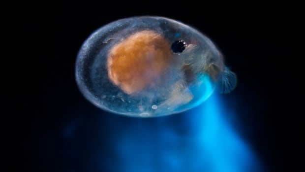 Mating dance of sea fireflies is ‘the coolest fireworks show that you’ve ever seen’