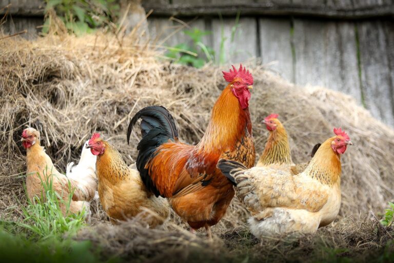 Protecting poultry from bird flu