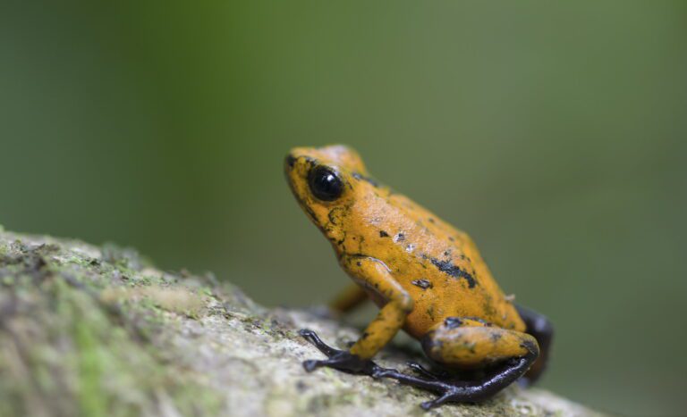 Protein allows poison dart frogs to accumulate toxins safely, shows study