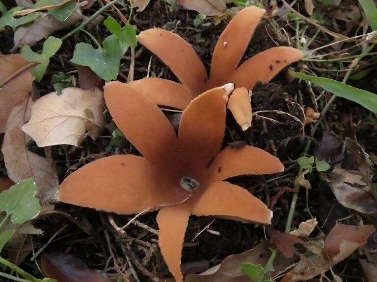 Rare hissing mushroom spotted at Texas state park