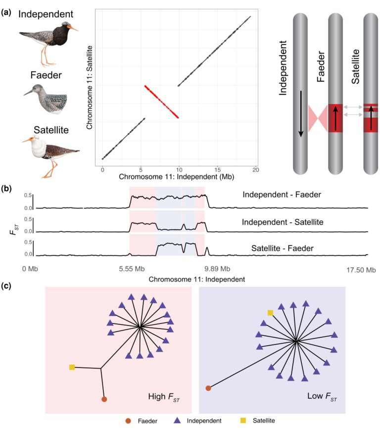 Avian supergene study explores the evolutionary paradox behind the unusual mating strategies of the ruff