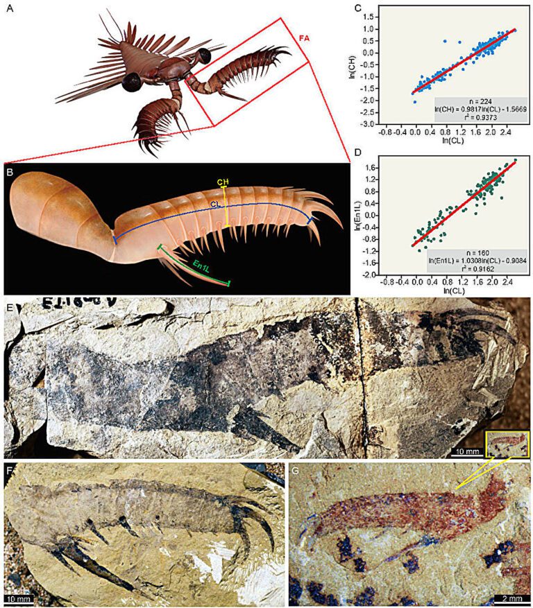 The ocean’s first large swimming apex predators had exceptionally rapid growth, fossil study finds