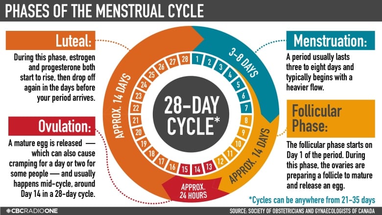 Graphic of the menstrual cycle, sharing information about the four phases: menstruation, the follicular phase, ovulation, and the luteal phase. 