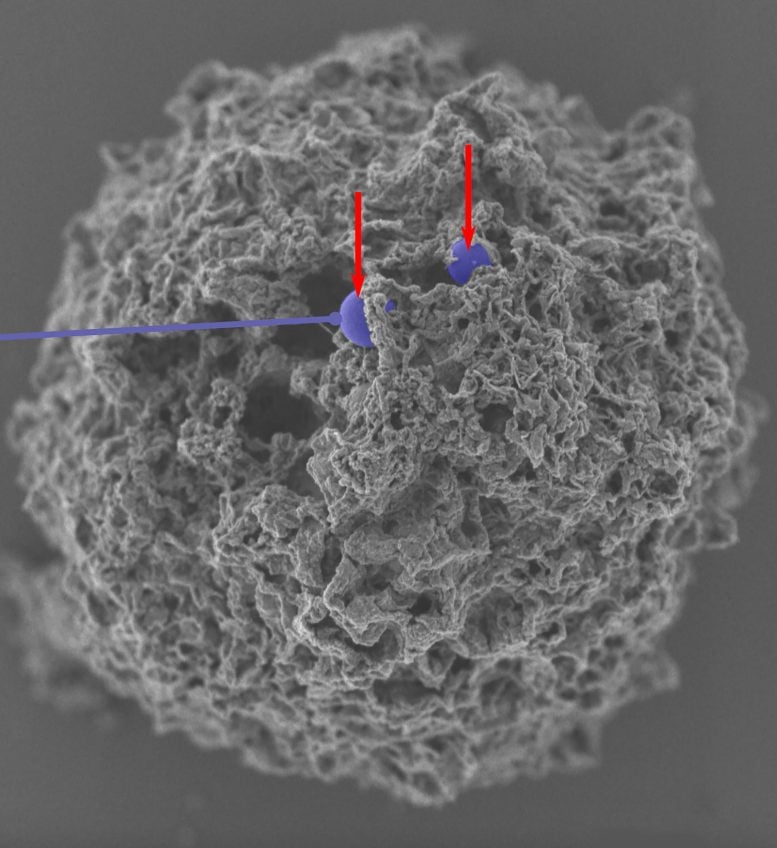 Nanoparticles in Mast Cells