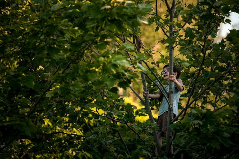 A little boy climbs in a tree,