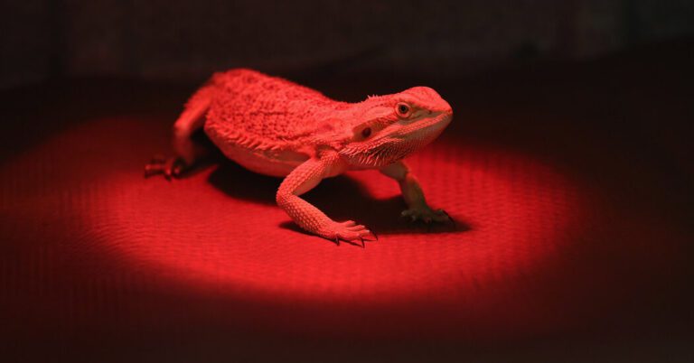 Pet Dragons Linked to Salmonella Cases That Sickened Dozens of Children