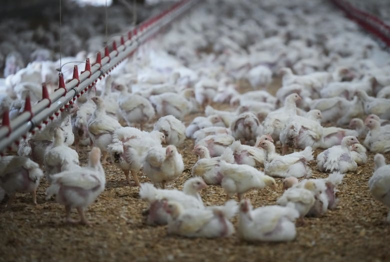 Hundreds of chickens at a poultry farm.